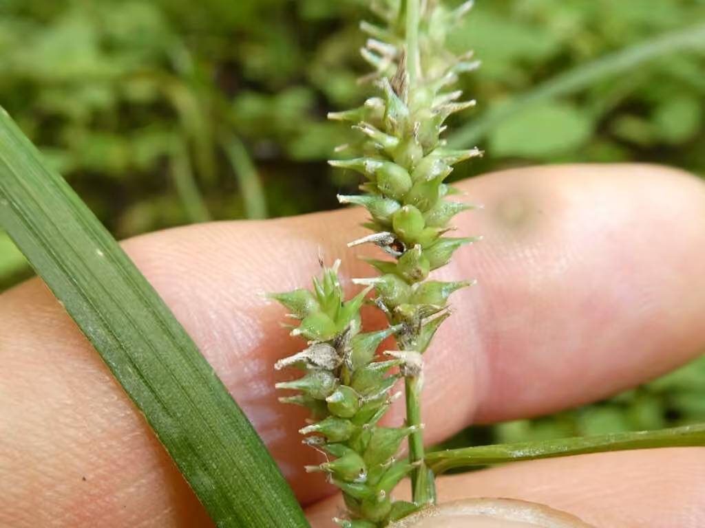 Carex scabre, En fruits