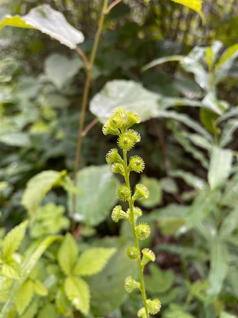 Aigremoine striée, En fruits