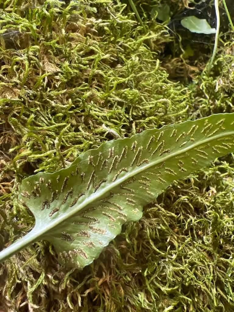 Walking fern, photo 2 of 5