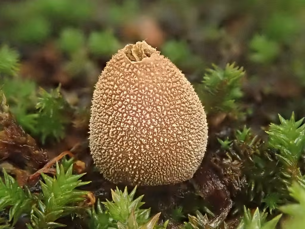 Vesse-de-loup acuminée, photo 1 sur 5