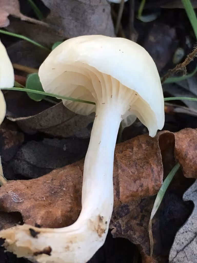 Hygrophore blanc de neige, photo 3 sur 5