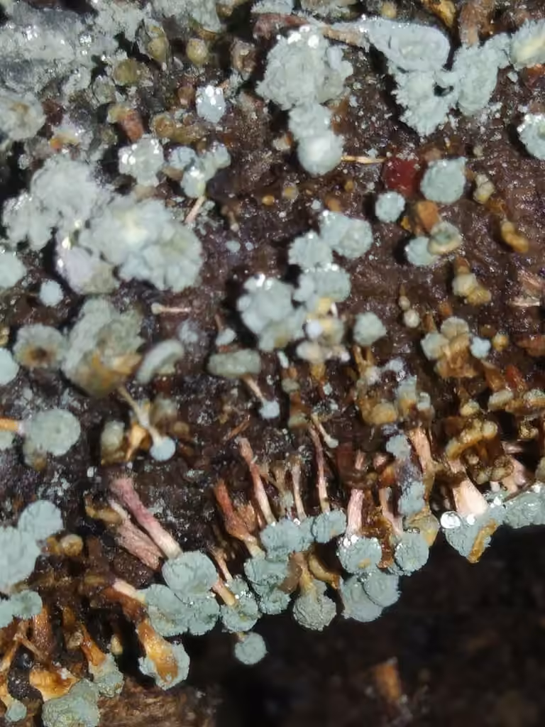 Penicillium vulpinum, photo 3 of 5