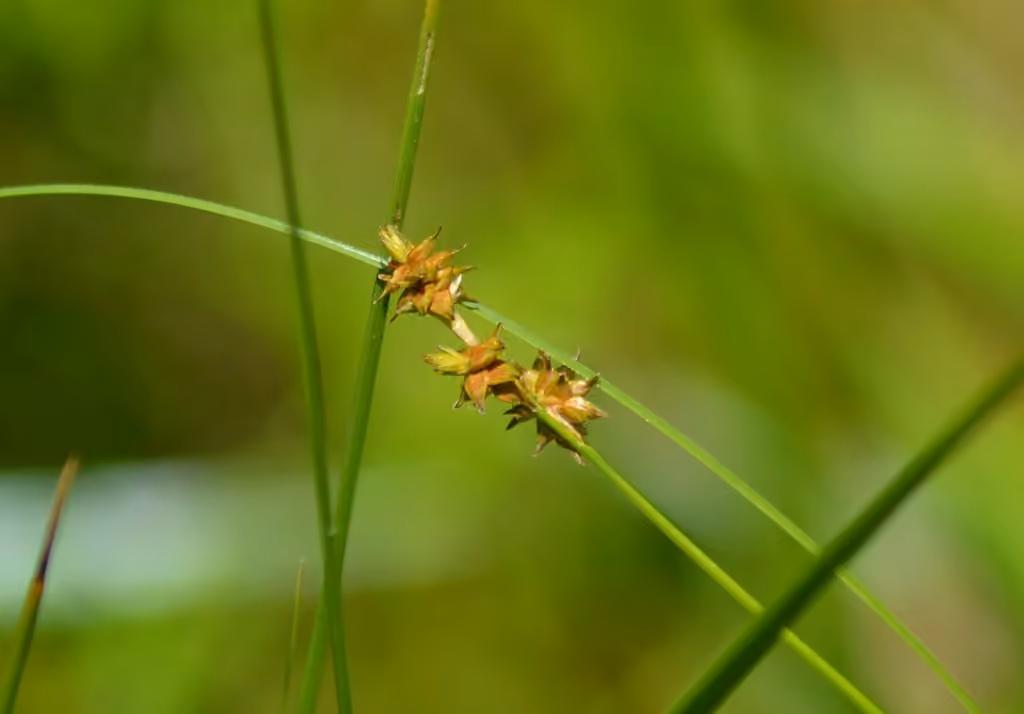 Prickly bog sedge, photo 3 of 5