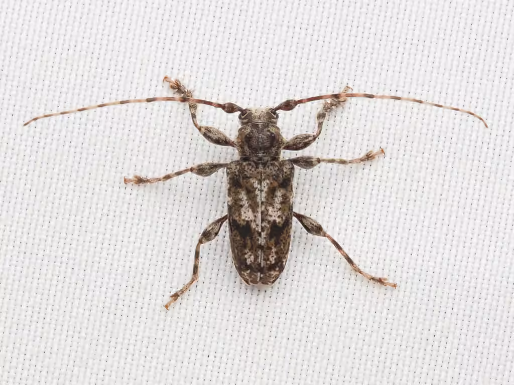 Modest long-horned beetle, photo 3 of 5