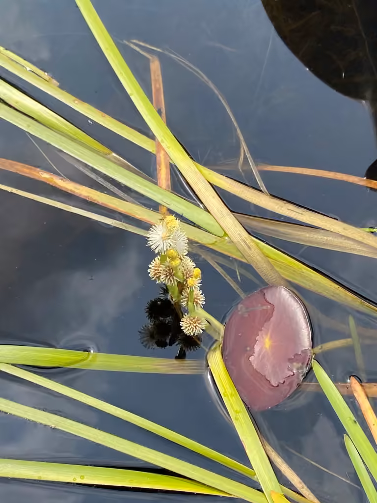 Rubanier flottant, En fleurs
