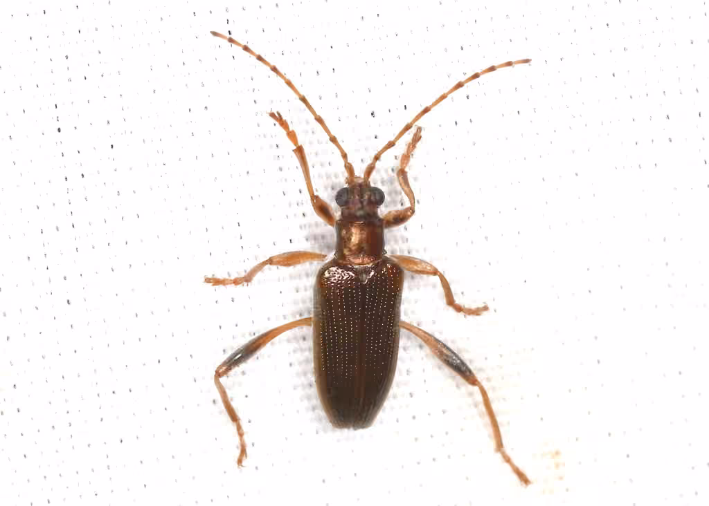 Pale pond lily leaf beetle, photo 2 of 5