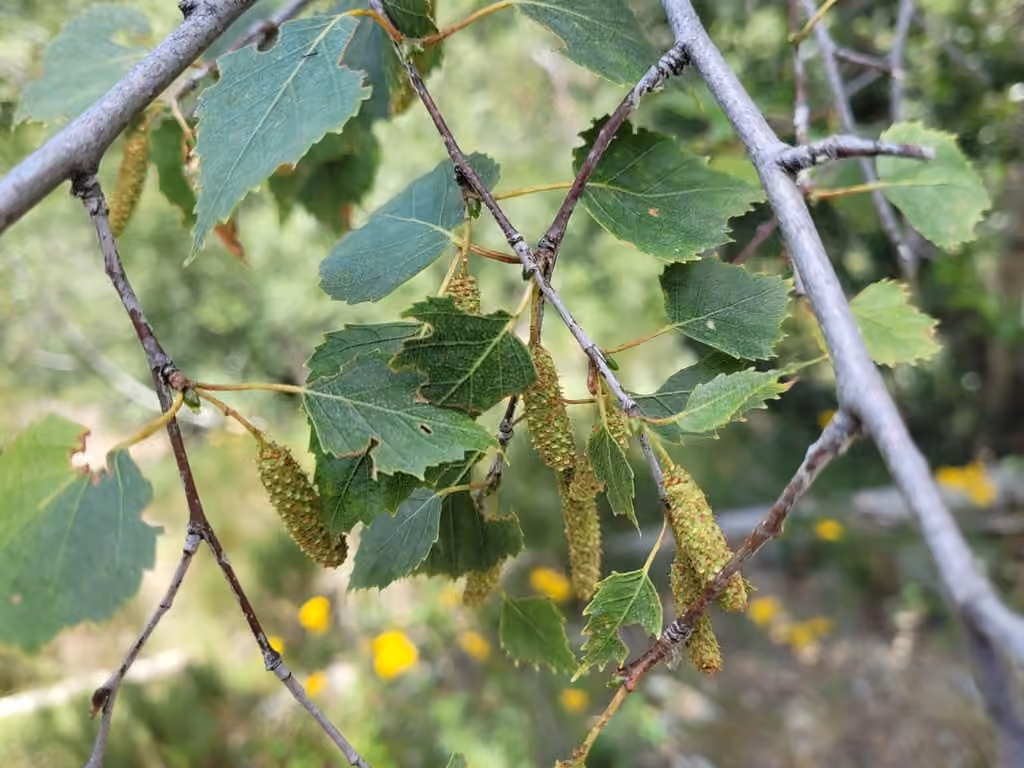 Bouleau verruqueux, En fleurs