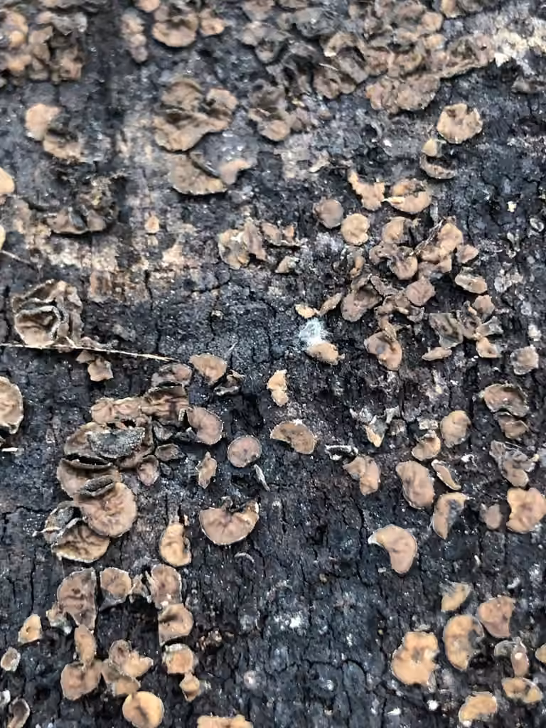 Sooty Bark Canker, photo 2 of 5