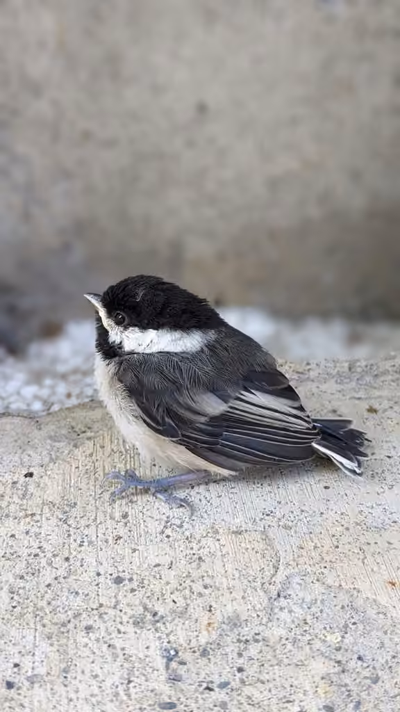 Mésange à tête noire, Juvénile