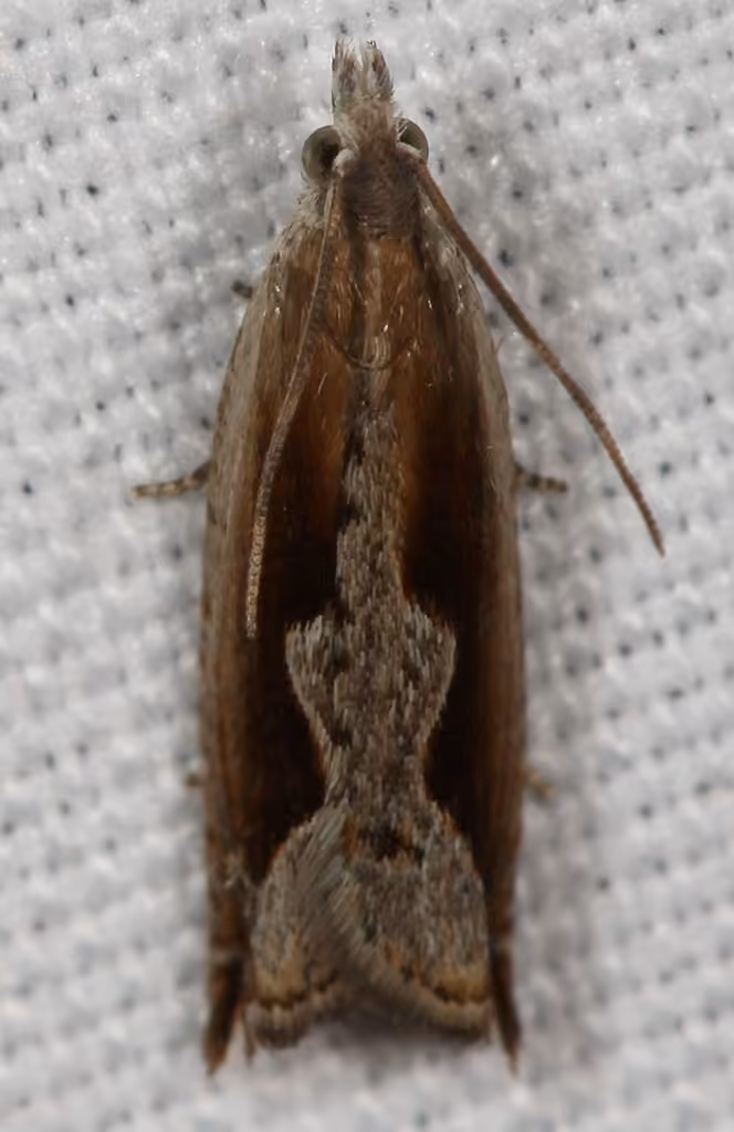 Ancylis diminuatana, Adulte