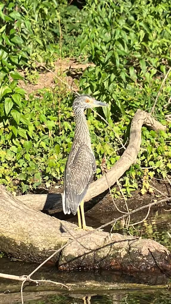 Yellow-crowned Night Heron, Juvenile