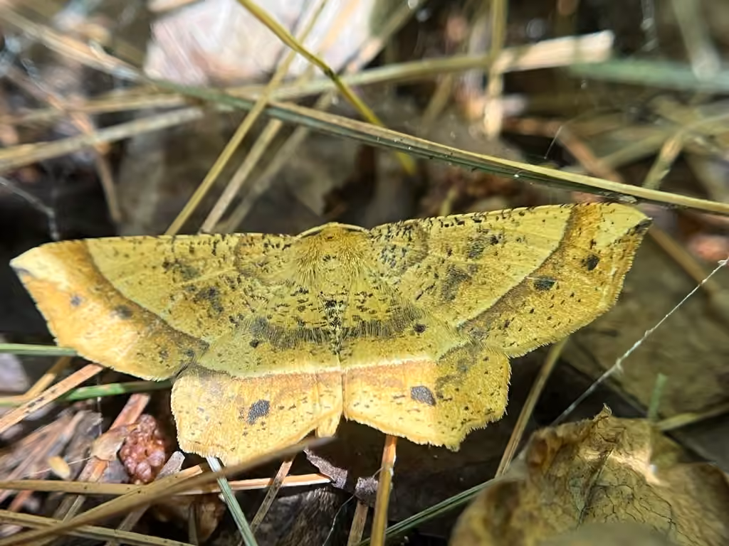 Mottled Euchlaena Moth, Adulte