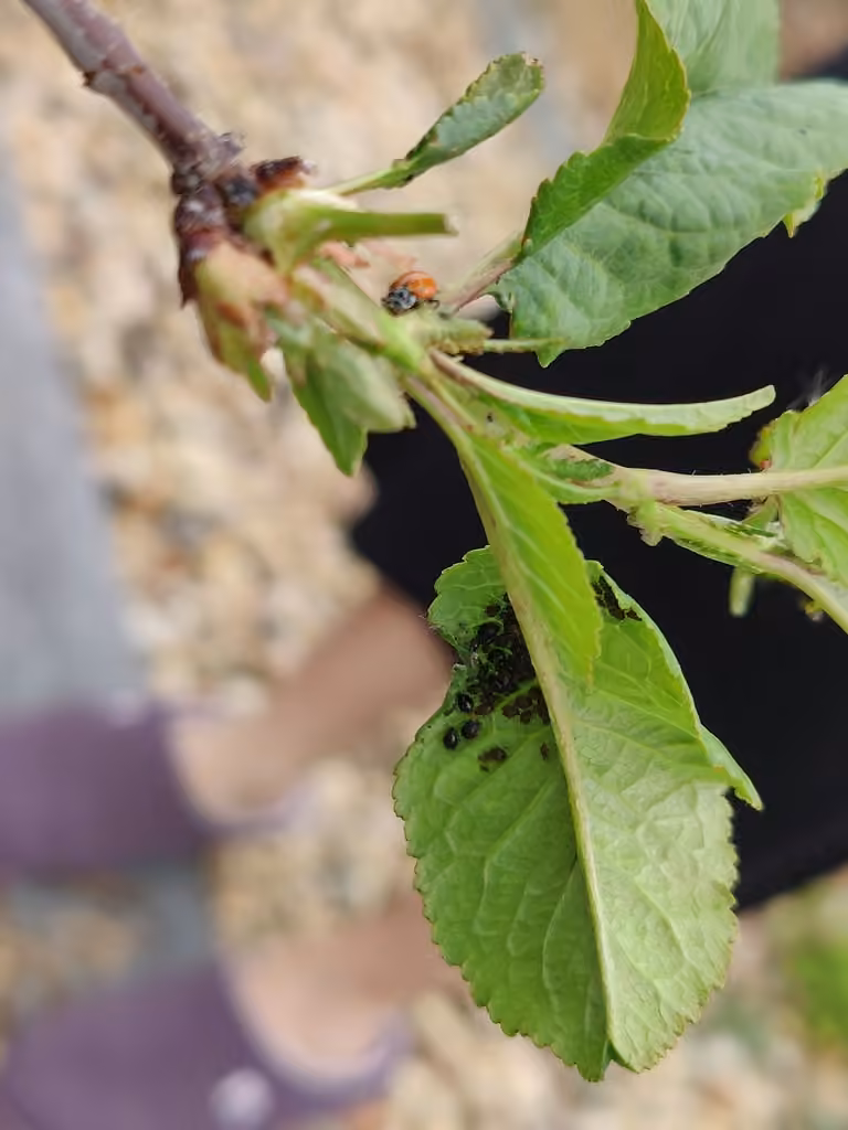 Black Cherry Aphid, Nymph