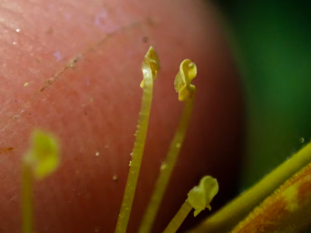 Mimule musqué, En fleurs