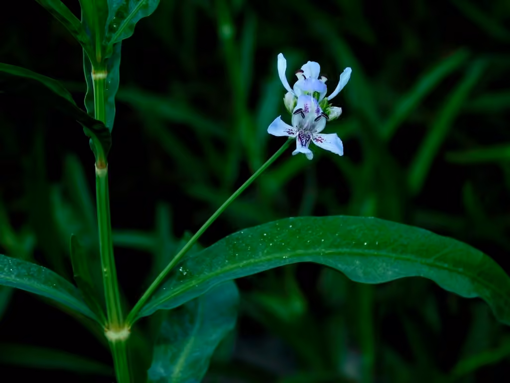 Carmantine d'Amérique, En fleurs