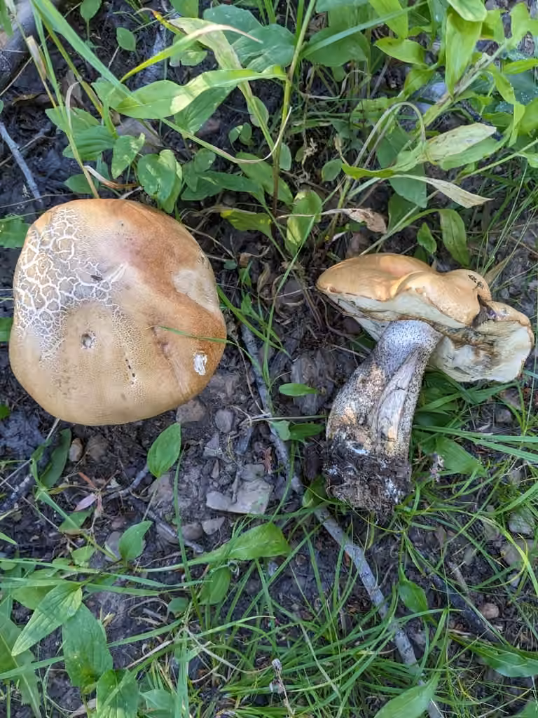 Aspen bolete, photo 2 of 5