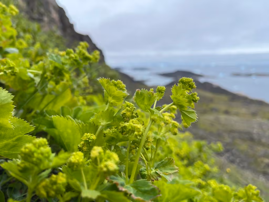 Alchémille à glomérules, En fleurs