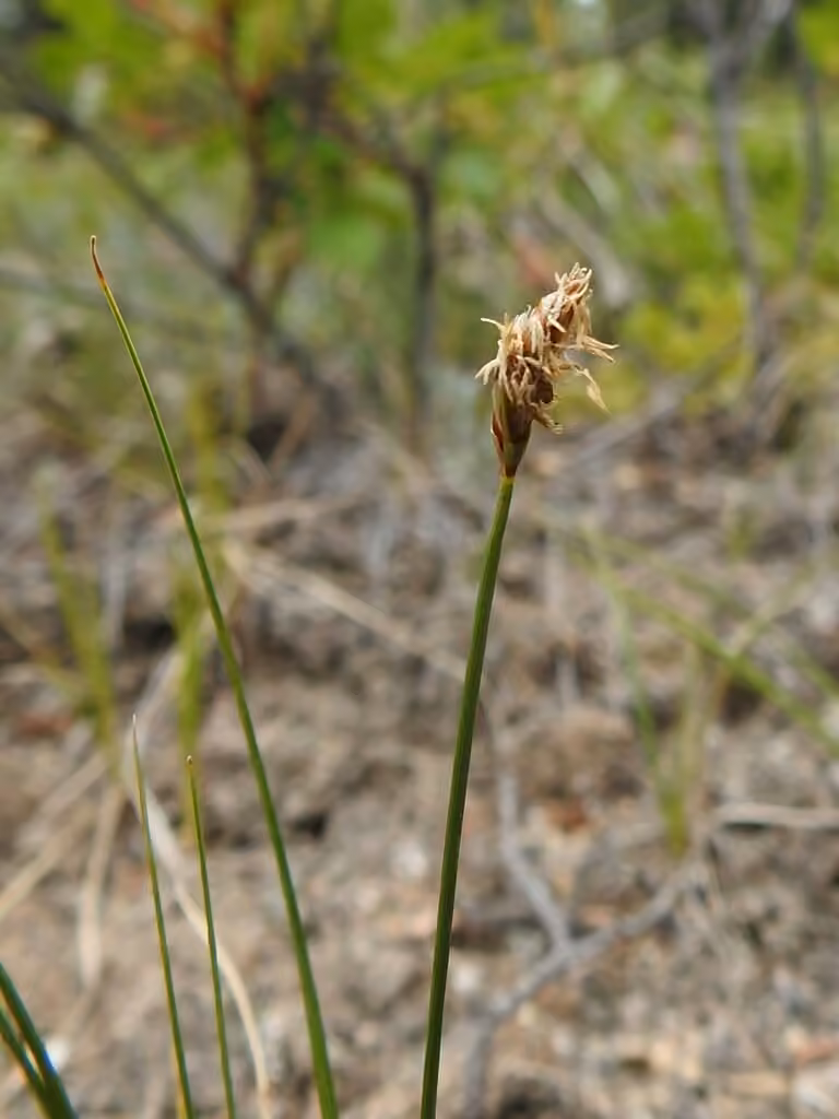 Clustered field sedge, In flower