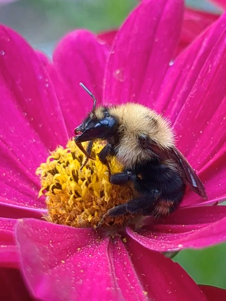 Indiscriminate Cuckoo Bumble Bee, Female