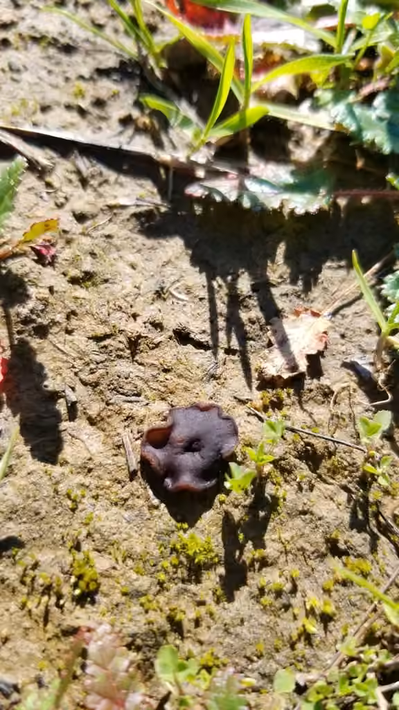 Pézize des plançons, photo 3 sur 5