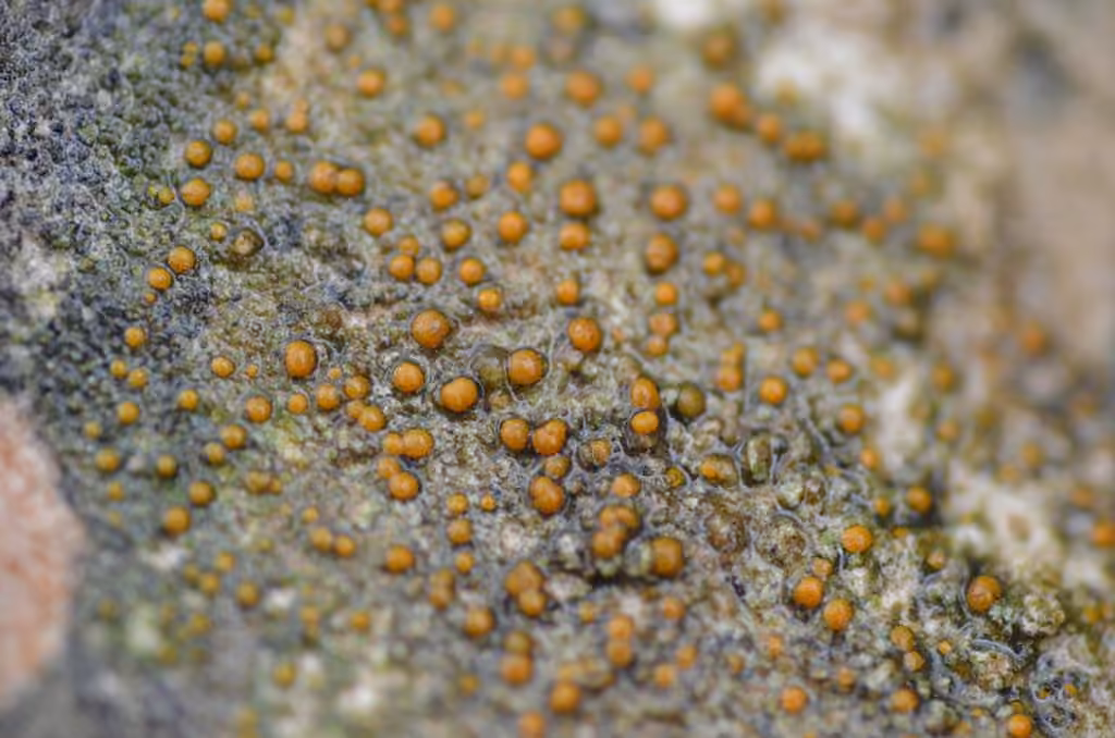 Protoblasténie des rochers