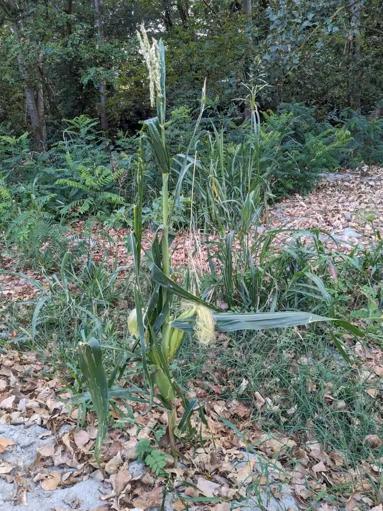 Maize, In flower