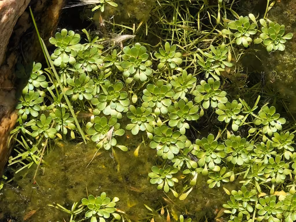 Differentleaf waterstarwort