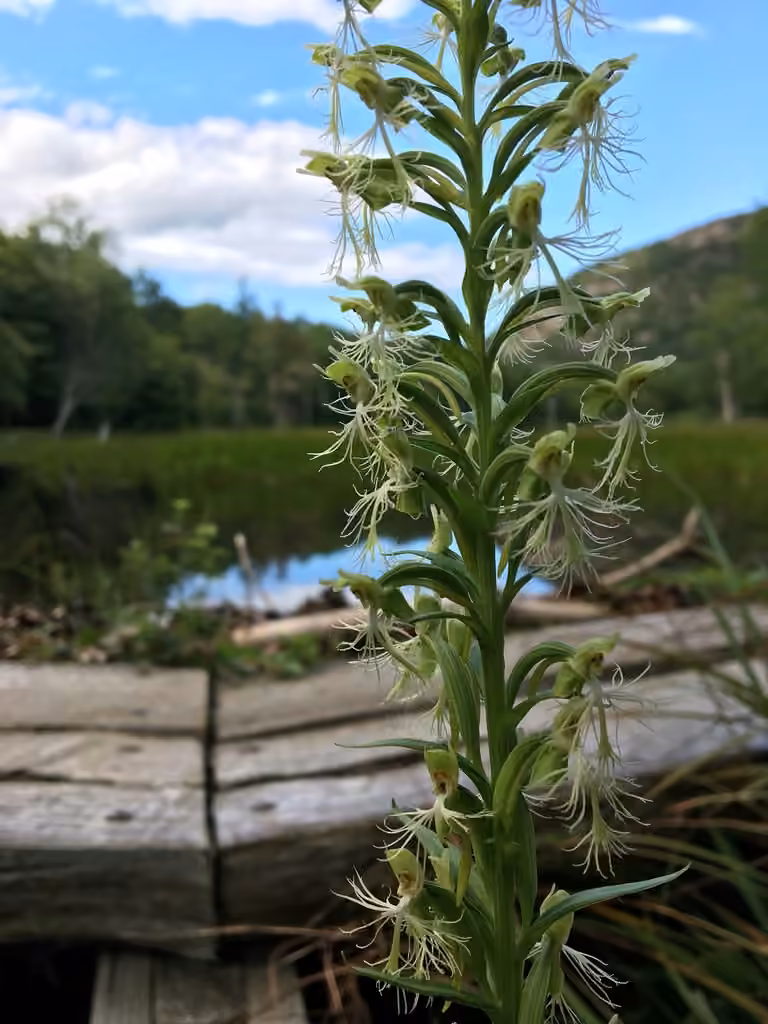 Platanthère lacérée, En fleurs