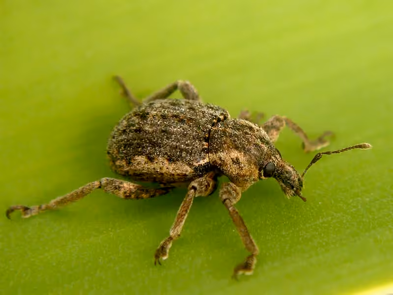 Clover Leaf Weevil, photo 1 of 5