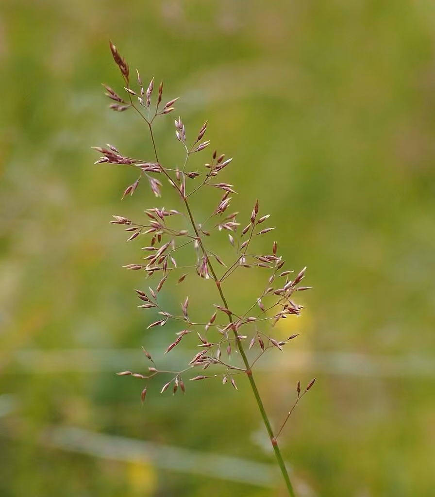 Agrostide fine