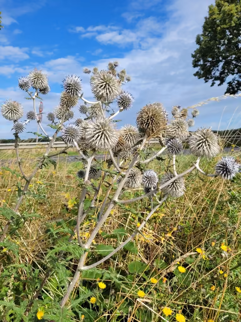 Great globethistle, In fruit