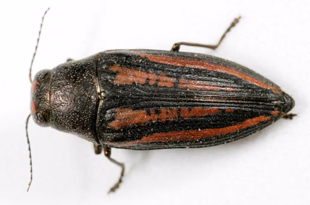 Lined Buprestid Beetle, photo 1 of 5