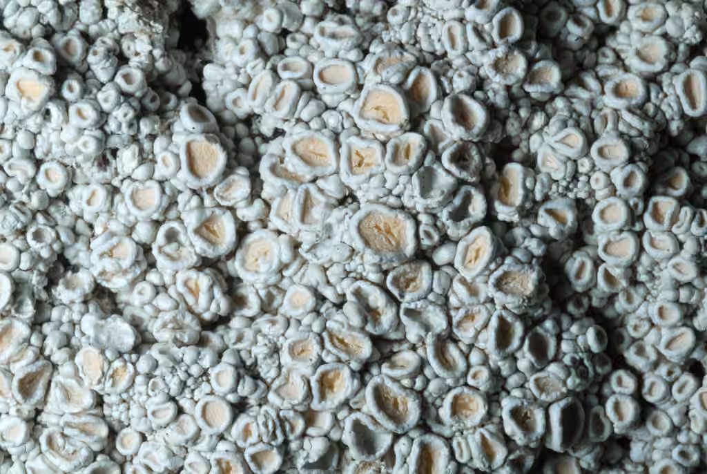 Ochroléchie rosée, photo 3 sur 5