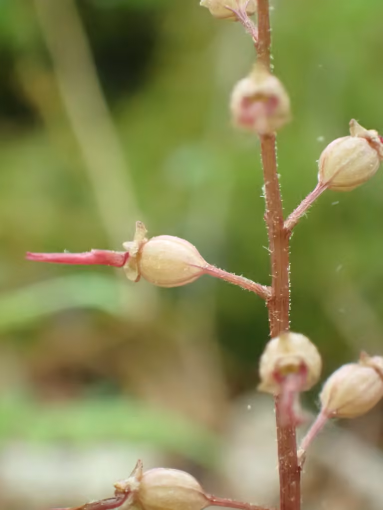 Listère du Sud, En fruits