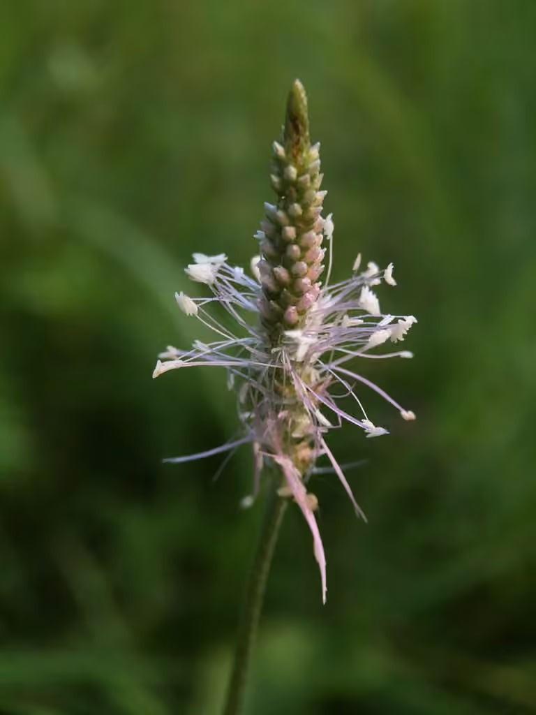 Hoary plantain, In flower