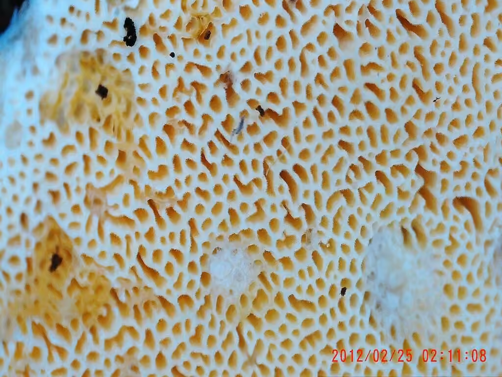 Steccherinum nitidum, photo 3 of 5