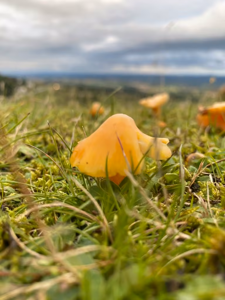 Hygrophore jaune soufre, photo 3 sur 5