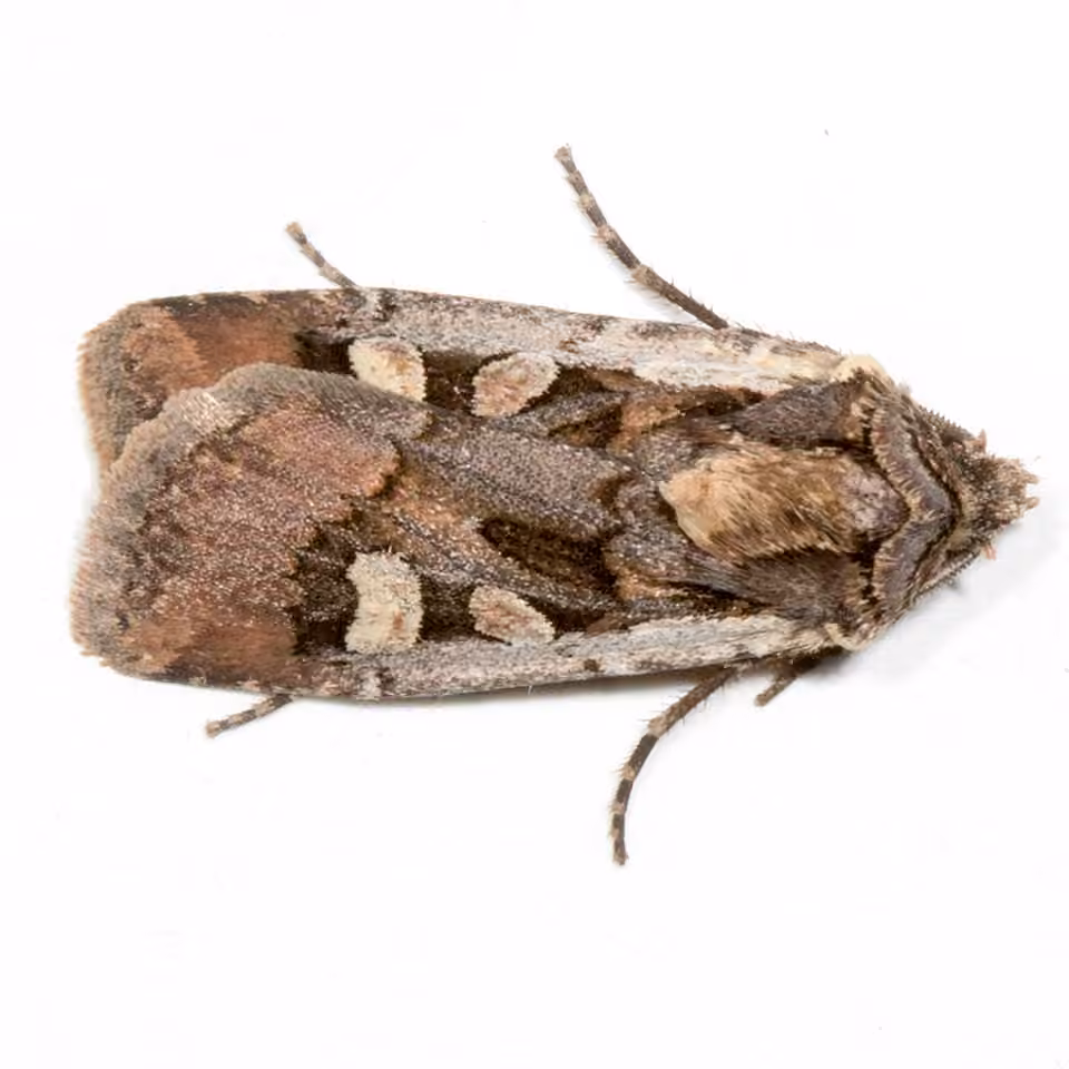 Obelisk Dart, Adulte