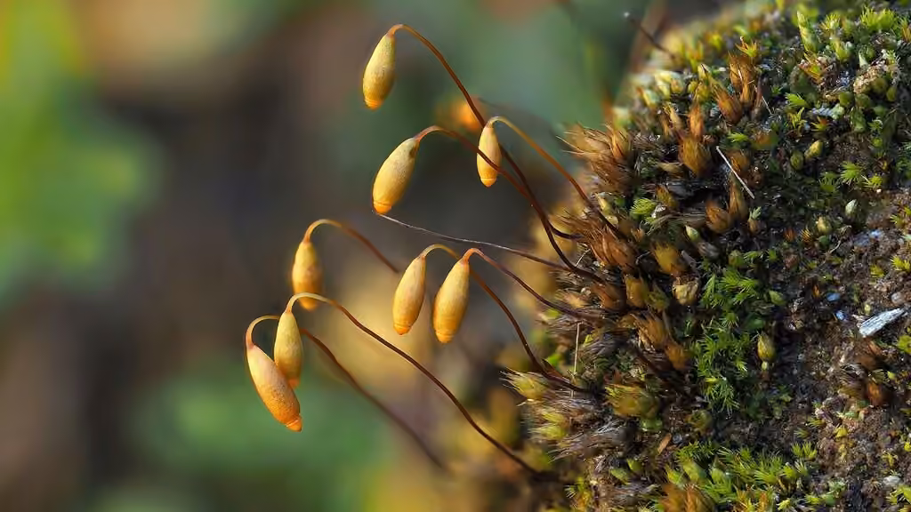 Bryum pâlissant, photo 1 sur 5