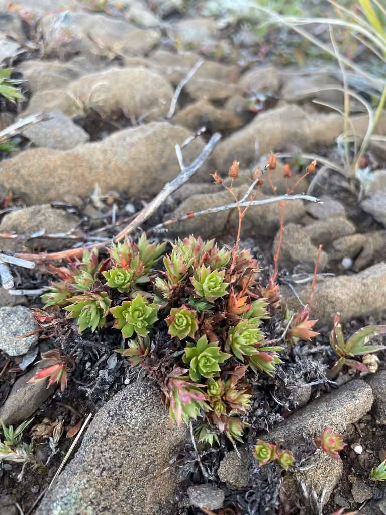 Saxifrage à trois dents, En fruits