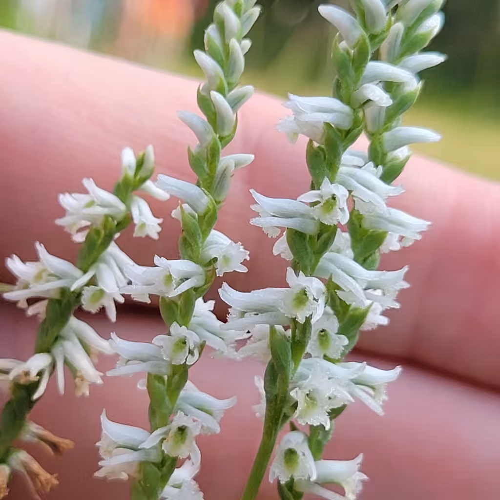 Spiranthe découpée, En fleurs