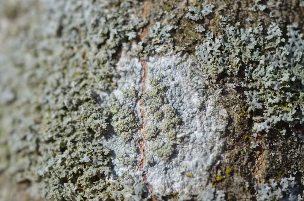 Ochroléchie arboricole, photo 3 sur 5