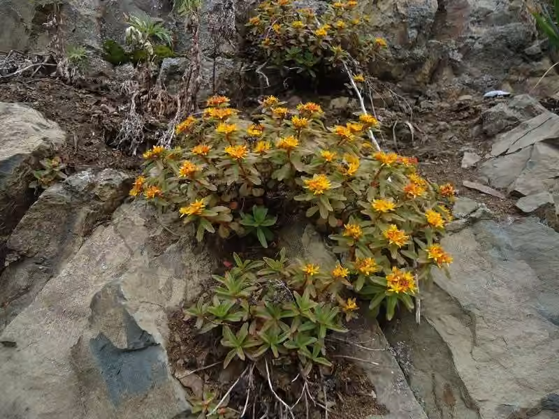 Orpin du Kamtschatka, En fleurs