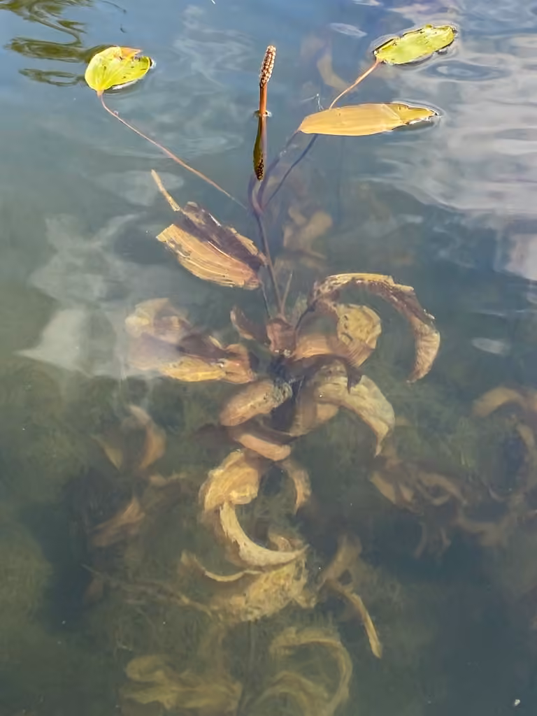 Large-leaf pondweed, In flower