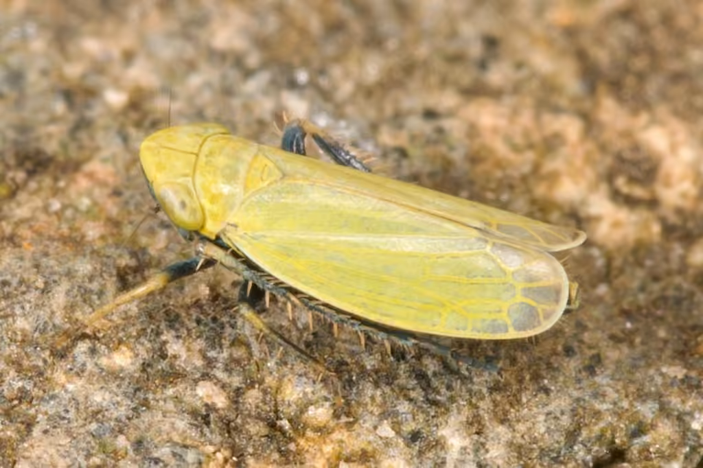 Leafhopper, Adult