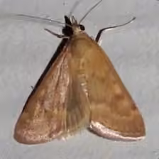 Garden Webworm Moth, photo 3 of 5