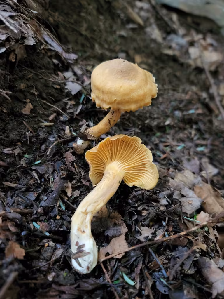 Appalachian Chanterelle, photo 2 sur 5