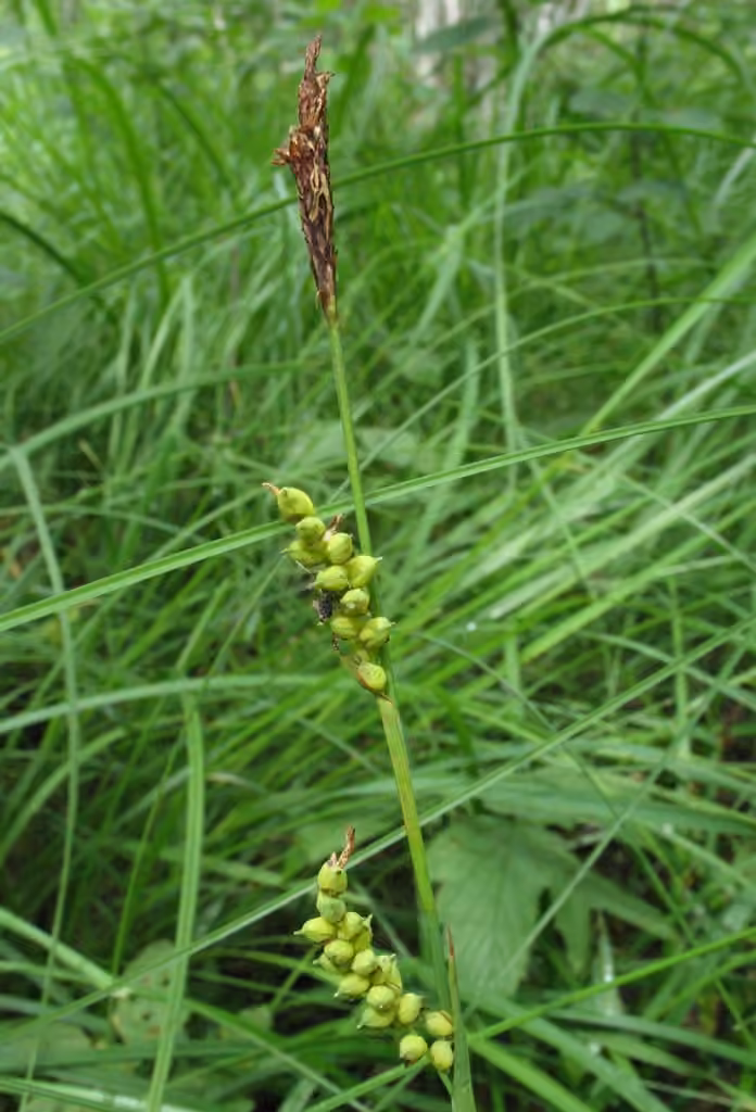 Carex engaîné, photo 1 sur 5