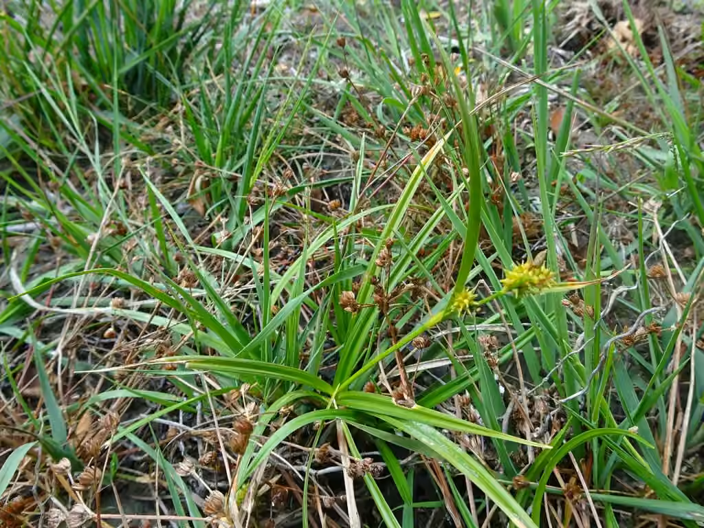 Carex à tige basse, photo 2 sur 3