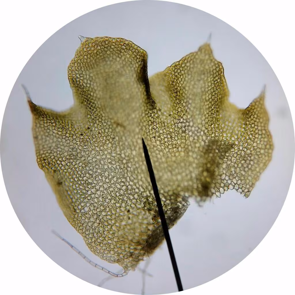 Hatcher's barbilophozia, photo 2 of 5